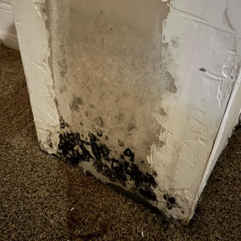 Professional Mold Removal in Newton, MA